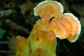 Laetiporus sulphureus