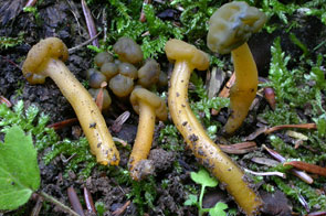 Leotia lubrica