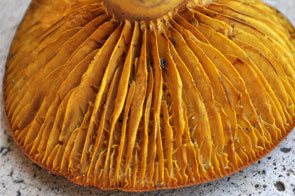 Phylloporus pelletieri