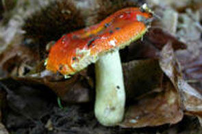 Russula aurea Persoon