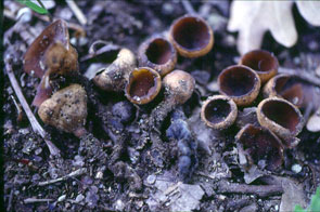 Dumontinia  tuberosa