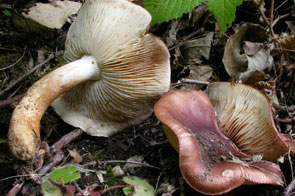 Tricholoma ustaloides