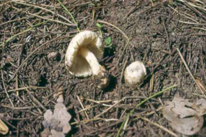 Volvariella bombycina