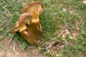 Paxillus atrotomentosus