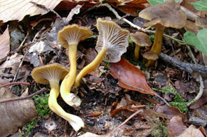 Craterellus tubaeformis