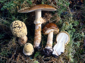 Amanita regalis