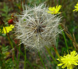 Hypochaeris radicata L.