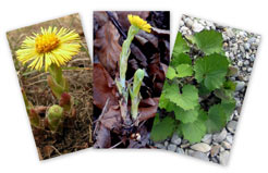 Tussilago farfara L.