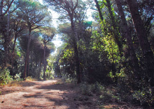 La zona forestale del litorale romano