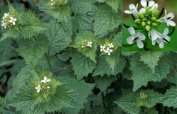 Alliaria petiolata (M. Bieb) Cavara & Grande