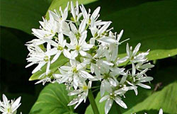 Allium ursinum L.