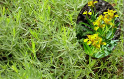 Artemisia dracunculus L.