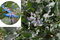 Borago officinalis L.