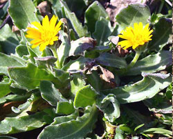 Calendula arvensis L.