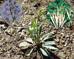 Campanula rapunculus L.