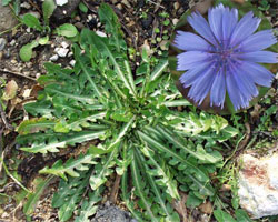 Cichorium intybus L.