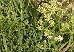 Crithmum maritimum L.