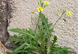 Diplotaxis tenuifolia ( L.) DC.