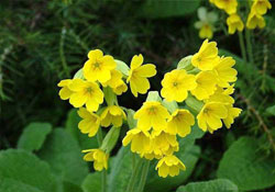 Primula veris L.