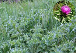 Silybum marianum (L.) Gaertn.