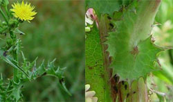 Sonchus  asper (L.) Hill