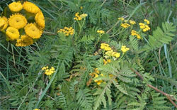 Tanacetum vulgare L.