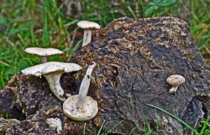 Polyporus corylinus