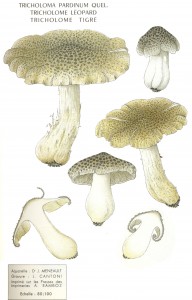 Tricholoma pardinum