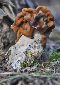 Gyromitra gigas