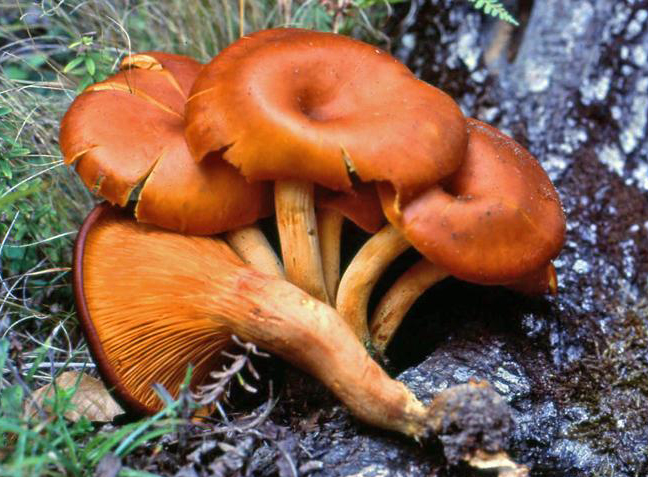 OMPHALOTUS OLEARIUS