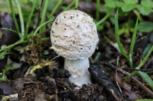 Amanita eliae