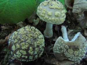 Amanita franchetii