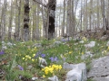 Colori di primavera (L.Zonetti)
