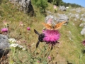 Dolce-cardo-L.Zonetti