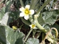 Fiore-del-razzo-B.Caporaletti