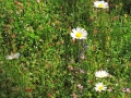 Primavera-dintorno-brilla-nellaria-e-per-li-campi-esulta-A.Schipani