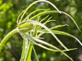 Ripulisce-il-vello-lanoso-accarezzandolo-A.Schipani