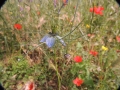 Una-damigella-nel-bosco-L.Zonetti