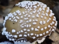 fiocchetti-di-zucchero-filato-sul-cappello-a-schipani