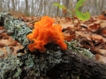 fiore-di-fuoco-a-schipani