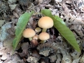 funghi-protetti-b-caporaletti