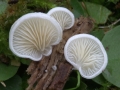 in-abito-bianco-m-bevilacqua