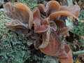 la-natura-ascolta-con-orecchie-grandi-a-schipani