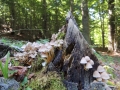 ombrellini-del-bosco-l-zonetti